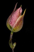 Calochortus coxii - Cox's Mariposa Lily 17-7644